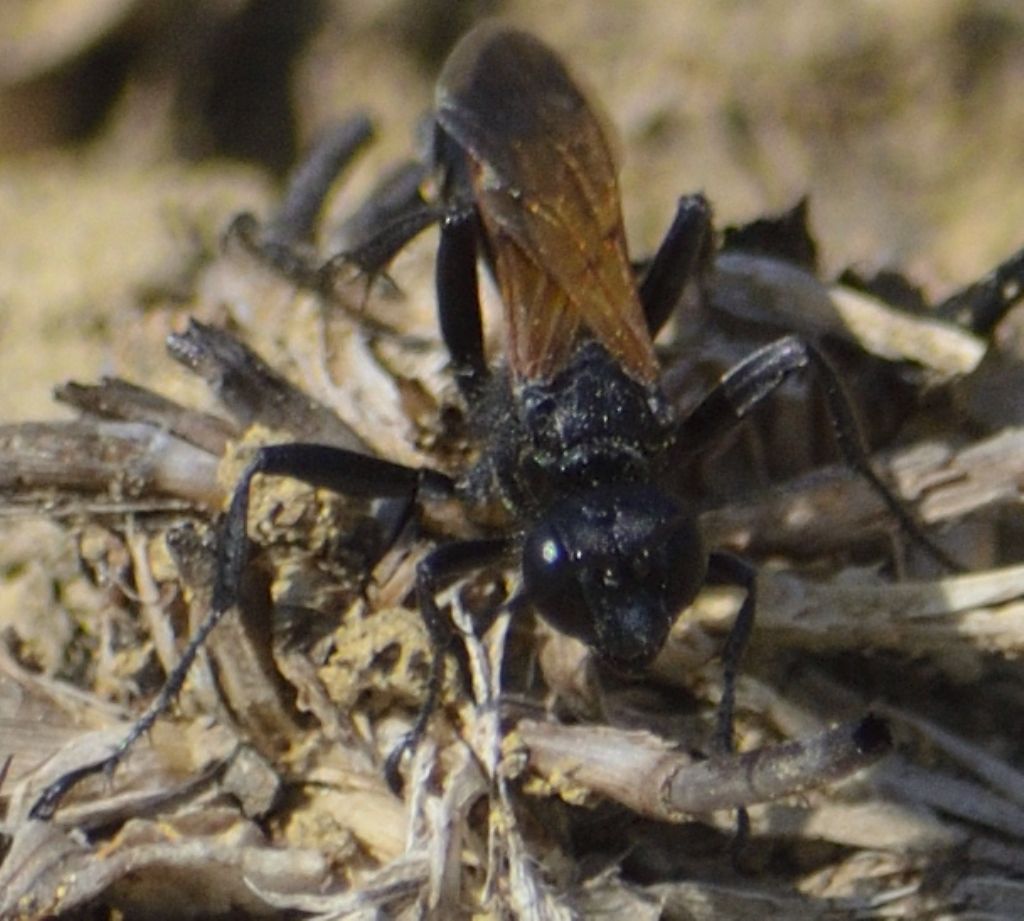 Sphecidae: Ammophila heydeni heydeni e sfecide indet. (cfr.)